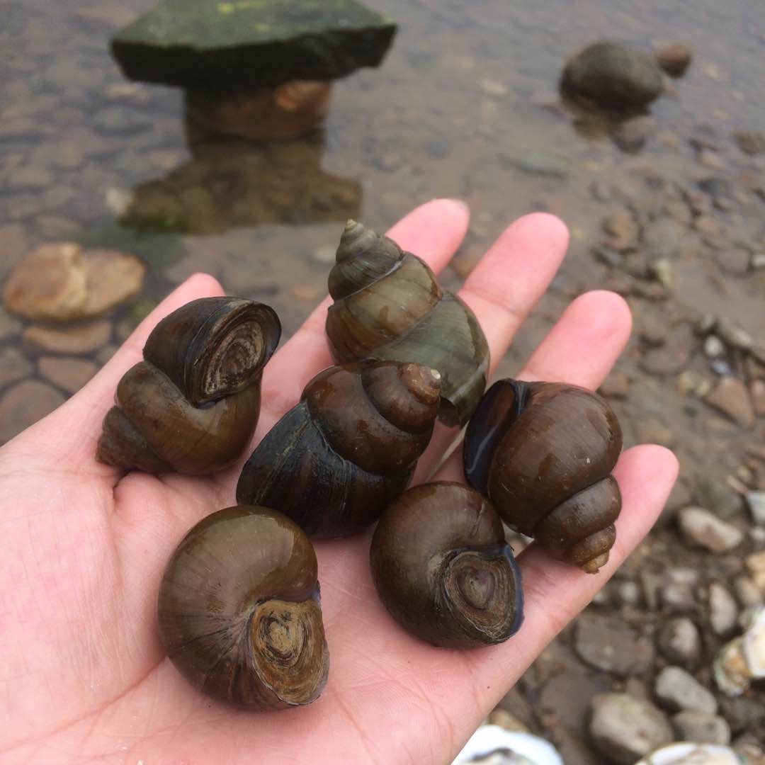 兴业县祖怀田螺养殖专业合作社